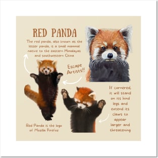 Animal Facts - Red Panda Posters and Art